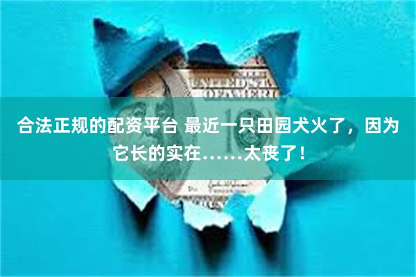 合法正规的配资平台 最近一只田园犬火了，因为它长的实在……太丧了！